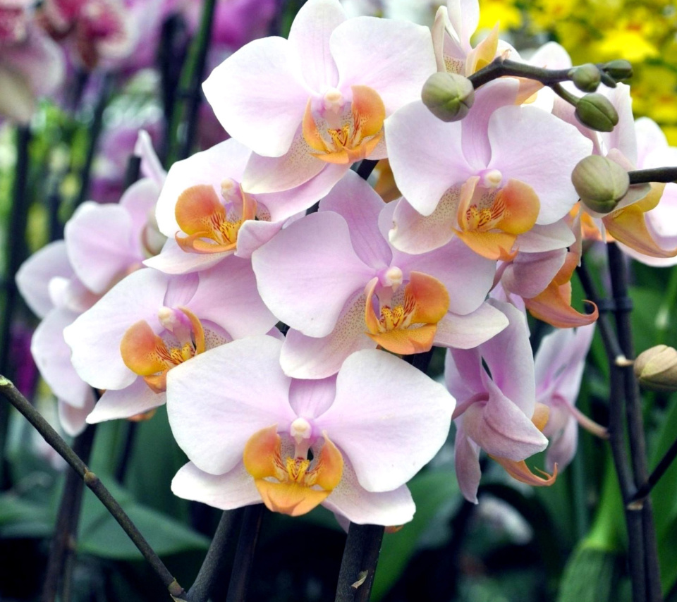 Fondo de pantalla Bela Orchids of Brazil 960x854