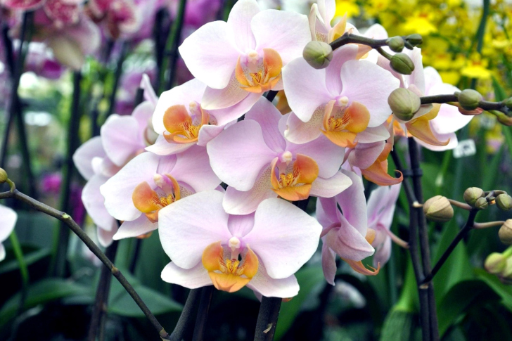 Sfondi Bela Orchids of Brazil