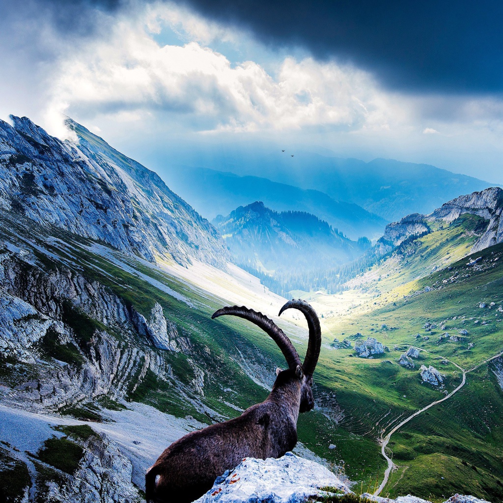 Mountains and Mountain Goat wallpaper 1024x1024