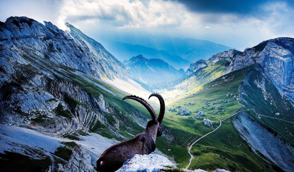 Mountains and Mountain Goat wallpaper 1024x600