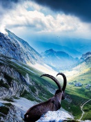 Mountains and Mountain Goat wallpaper 132x176