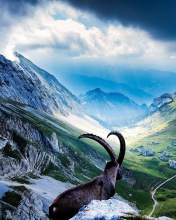 Mountains and Mountain Goat wallpaper 176x220