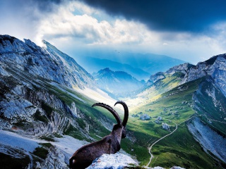 Mountains and Mountain Goat wallpaper 320x240