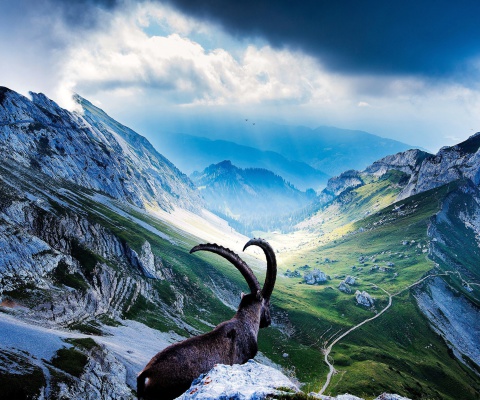 Screenshot №1 pro téma Mountains and Mountain Goat 480x400