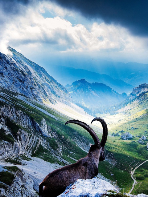 Mountains and Mountain Goat wallpaper 480x640