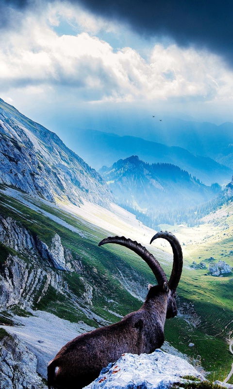 Mountains and Mountain Goat wallpaper 480x800