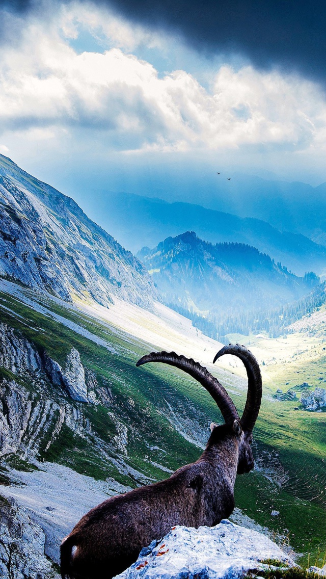 Mountains and Mountain Goat Wallpaper for iPhone 5C