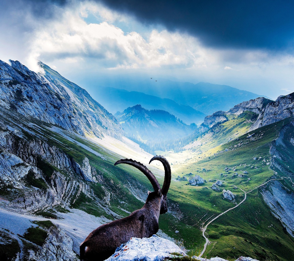 Mountains and Mountain Goat wallpaper 960x854