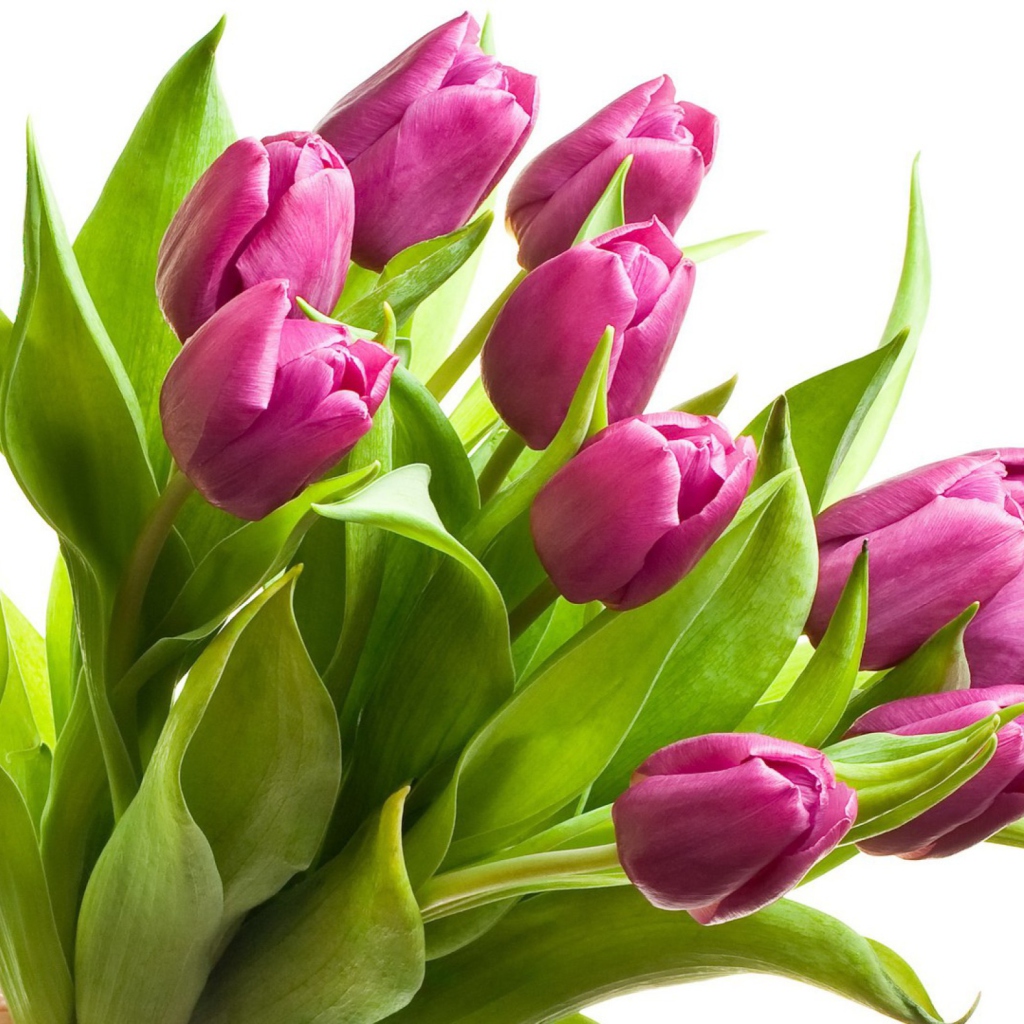 Fondo de pantalla Purple Tulips 1024x1024