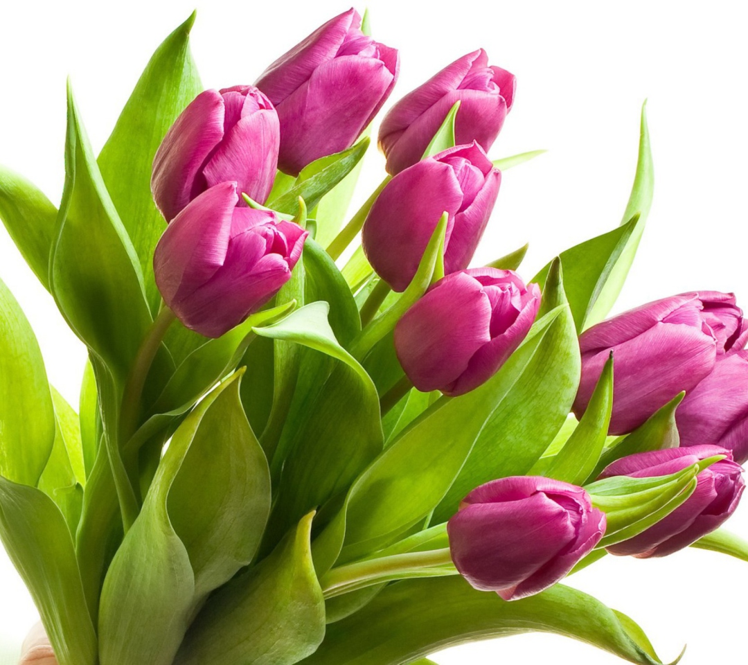 Обои Purple Tulips 1080x960