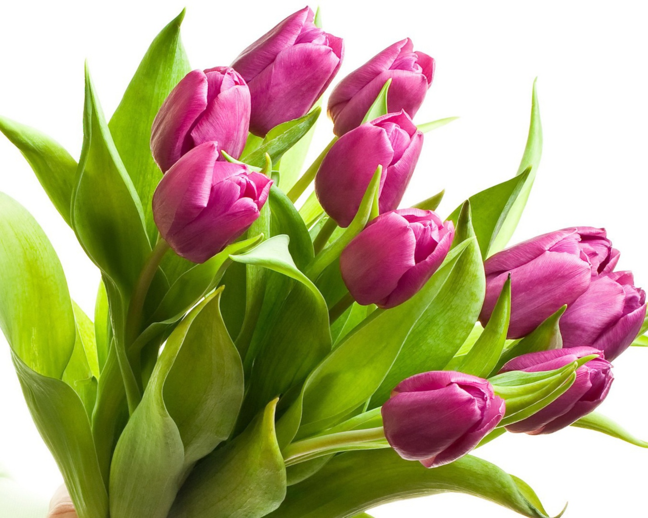 Fondo de pantalla Purple Tulips 1280x1024