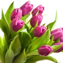 Screenshot №1 pro téma Purple Tulips 128x128