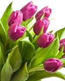 Fondo de pantalla Purple Tulips 128x160