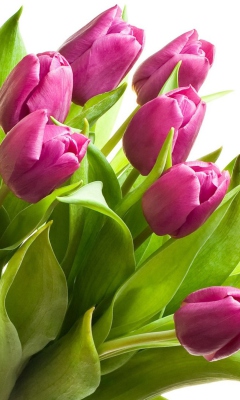 Fondo de pantalla Purple Tulips 240x400