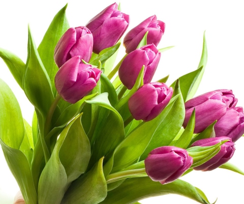 Purple Tulips wallpaper 480x400