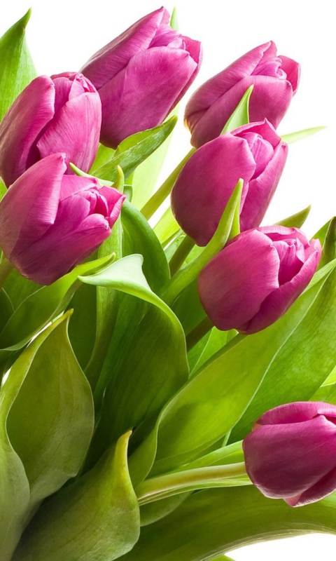 Fondo de pantalla Purple Tulips 480x800