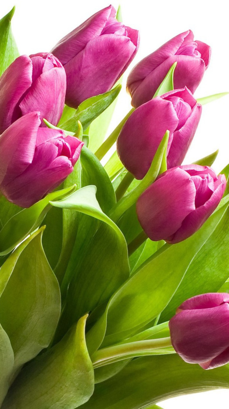 Fondo de pantalla Purple Tulips 750x1334