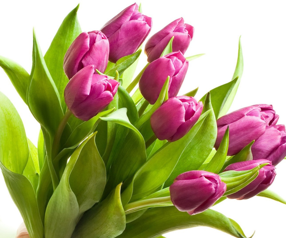 Purple Tulips wallpaper 960x800