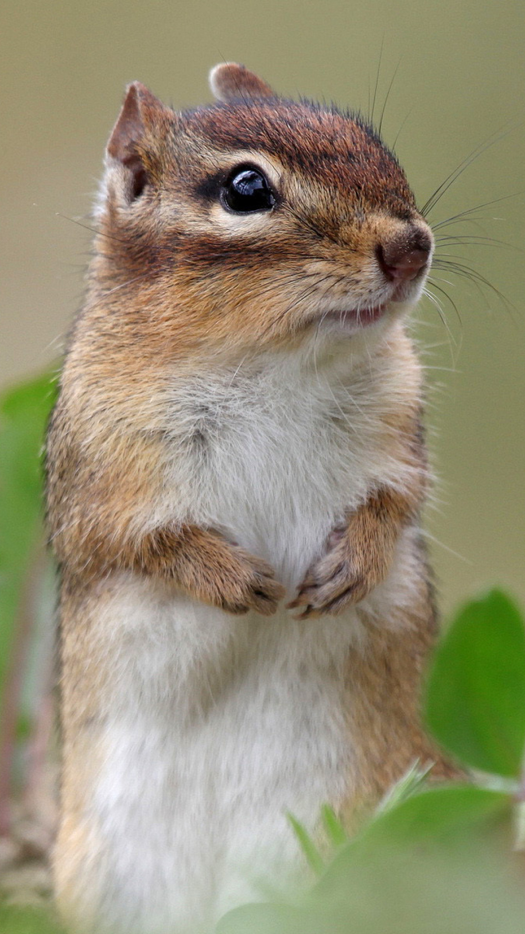 Squirrel HD wallpaper 1080x1920