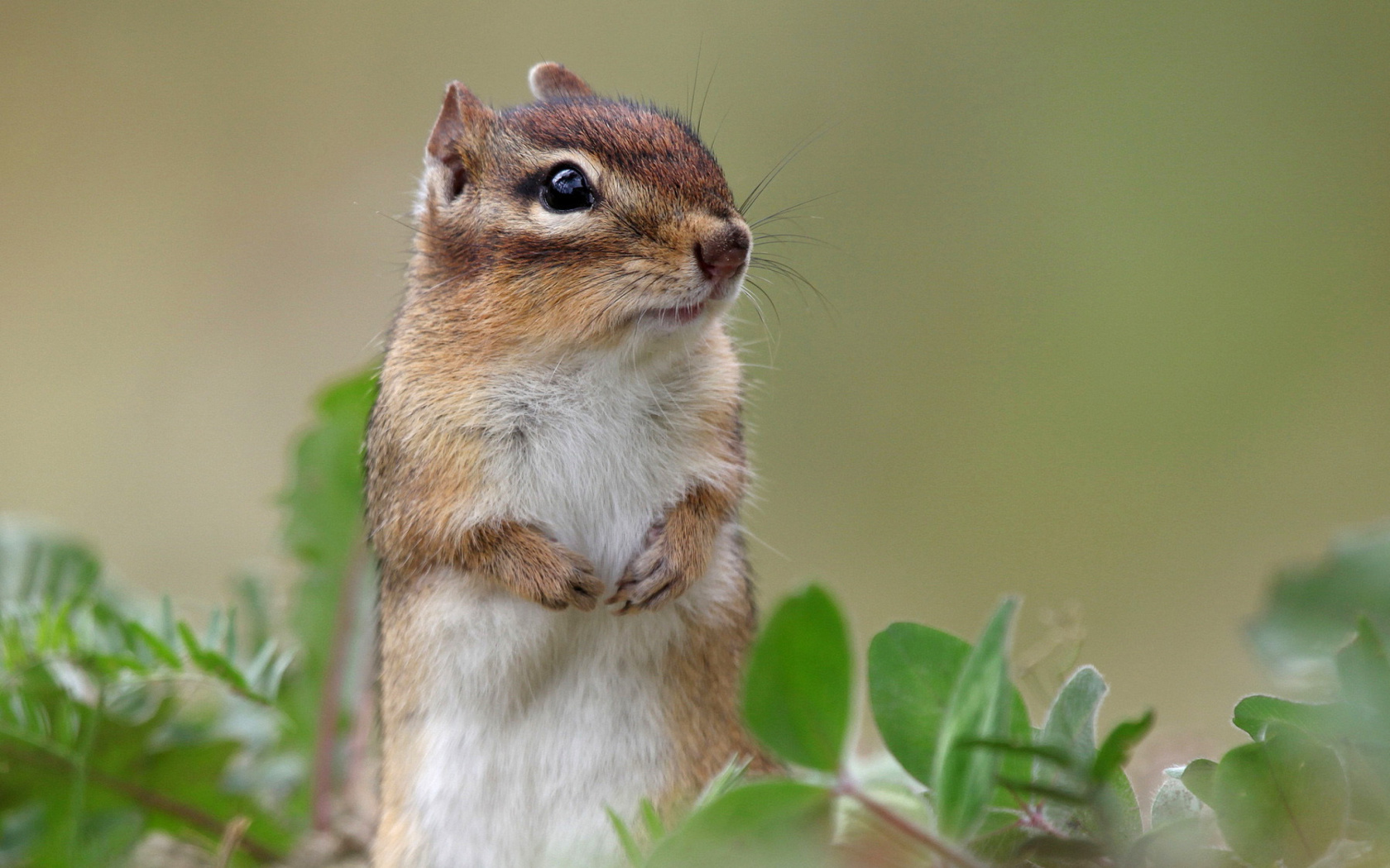 Обои Squirrel HD 1680x1050