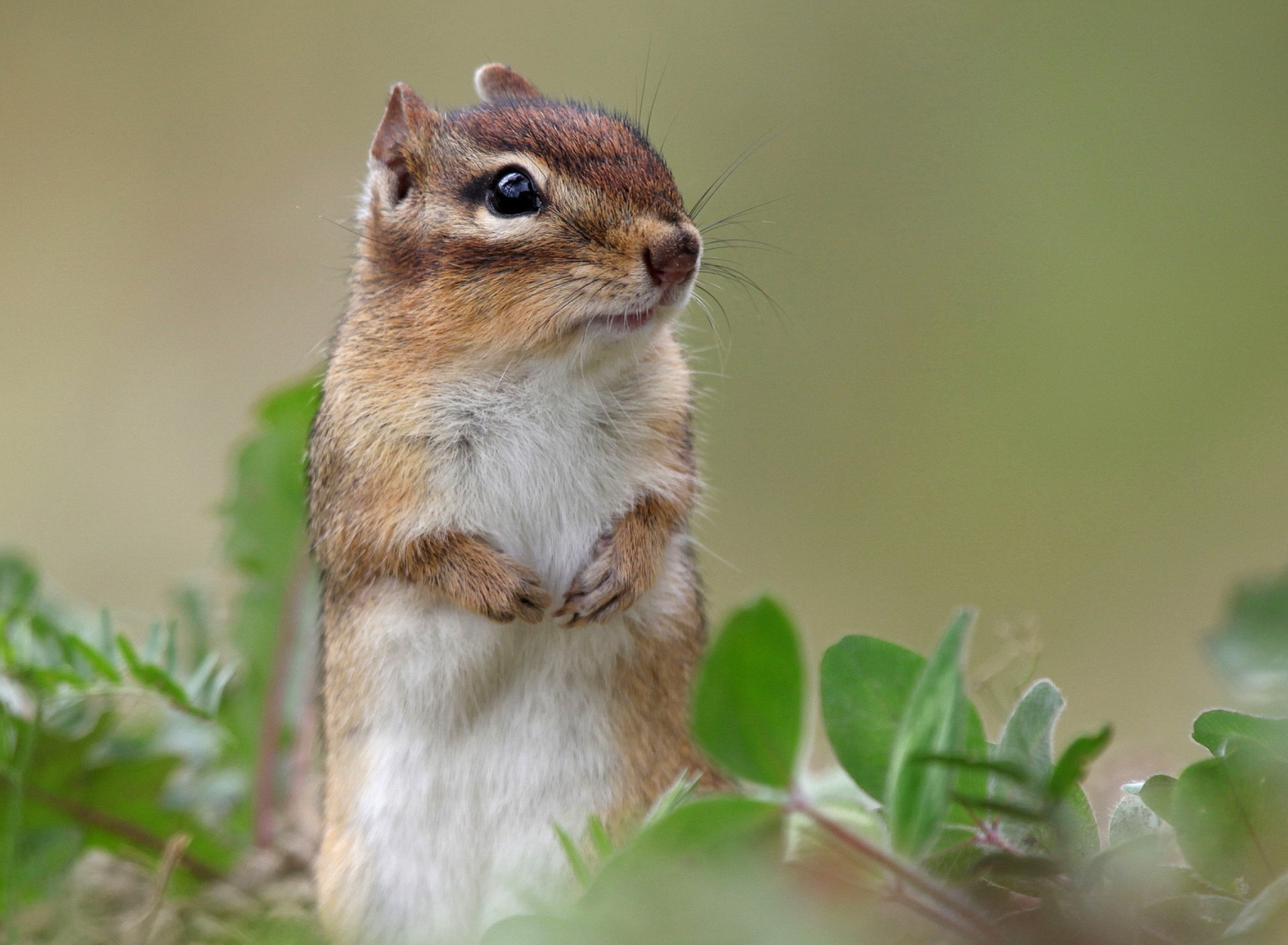 Обои Squirrel HD 1920x1408