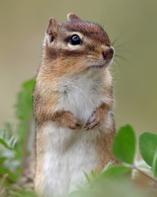 Squirrel HD - Obrázkek zdarma pro Nokia Lumia 2520