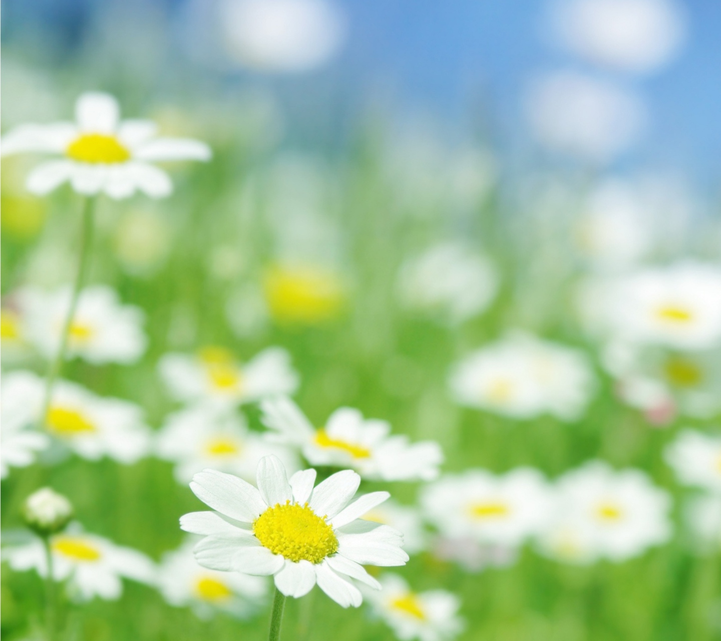 Das Field Of Daisies Wallpaper 1440x1280