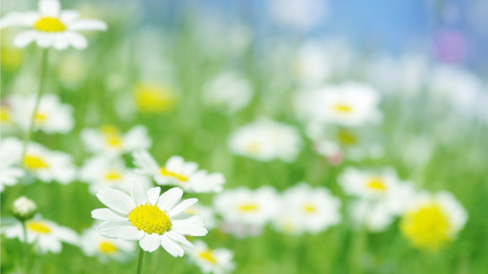 Screenshot №1 pro téma Field Of Daisies 1600x900