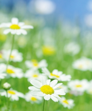 Field Of Daisies sfondi gratuiti per iPhone 5S