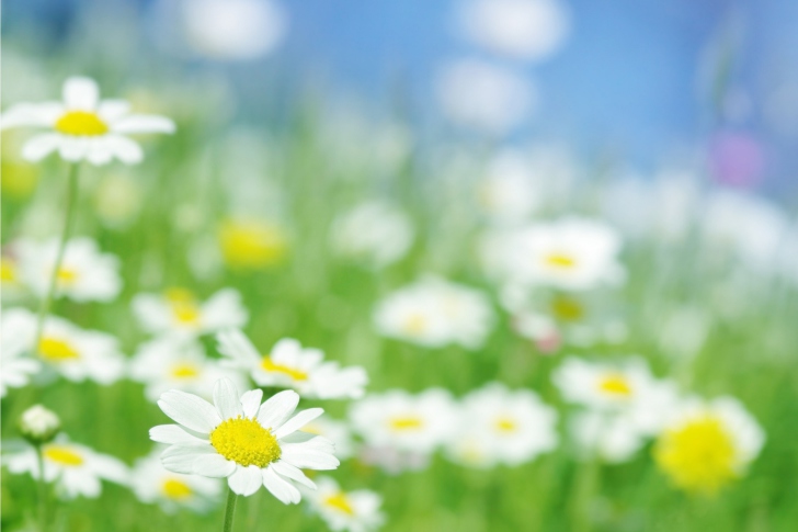 Das Field Of Daisies Wallpaper