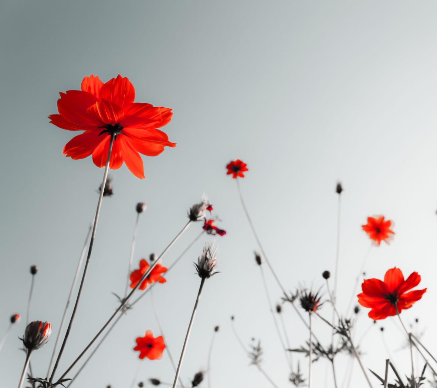 Sfondi Red Flowers Under Grey Sky 1440x1280