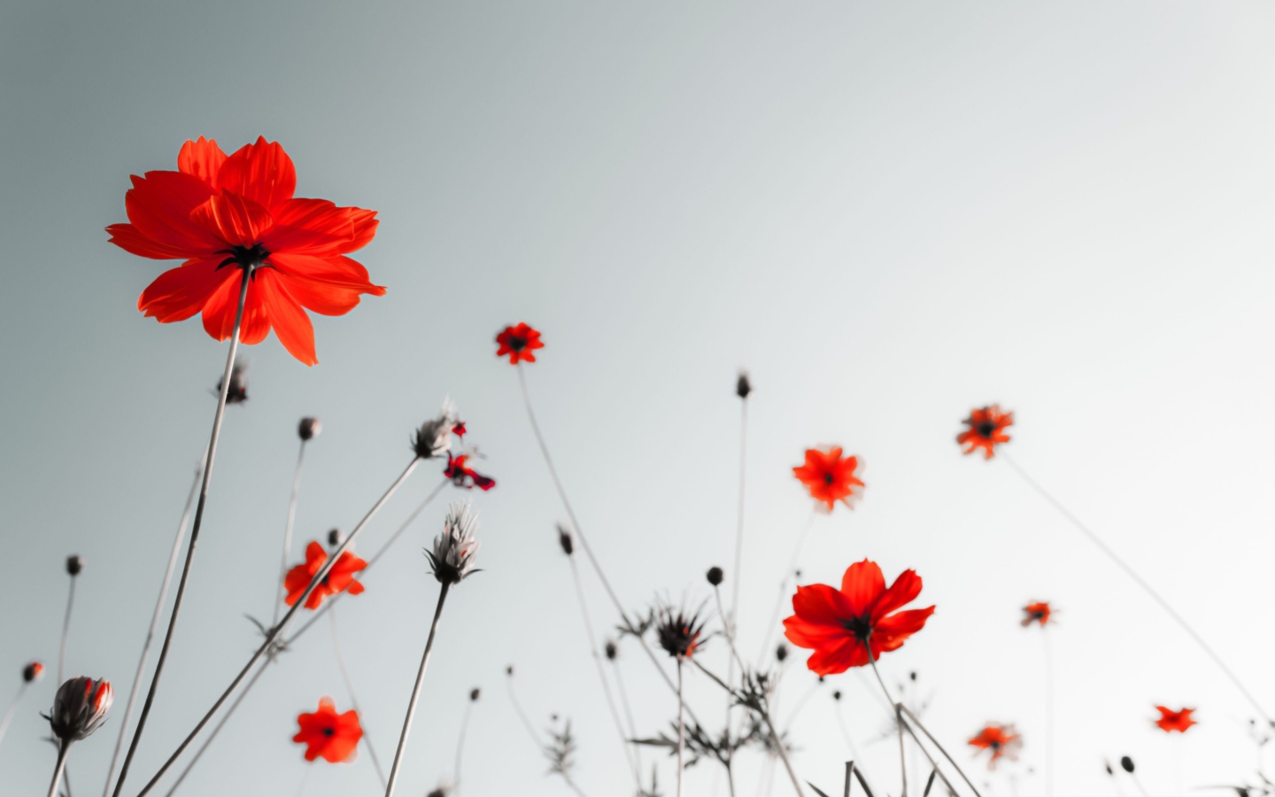 Das Red Flowers Under Grey Sky Wallpaper 1440x900