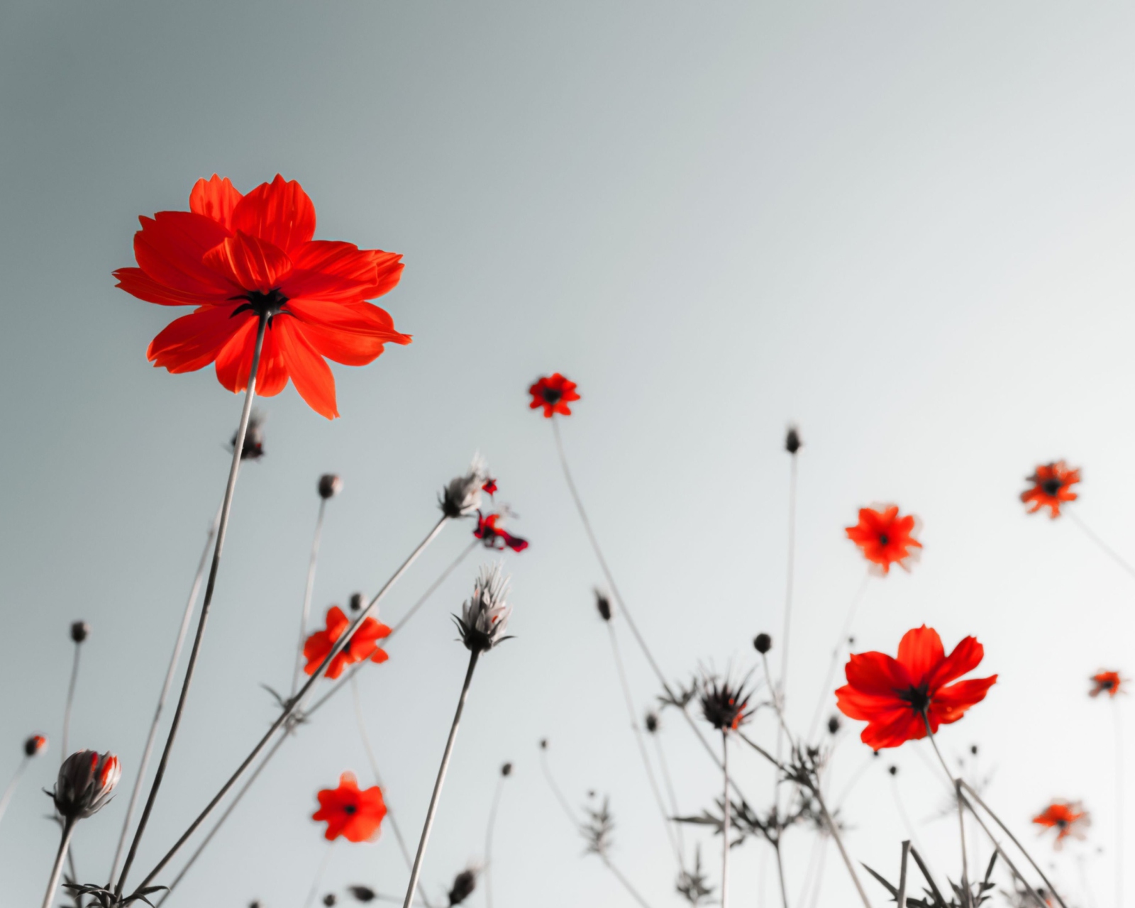 Sfondi Red Flowers Under Grey Sky 1600x1280