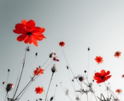 Fondo de pantalla Red Flowers Under Grey Sky 176x144
