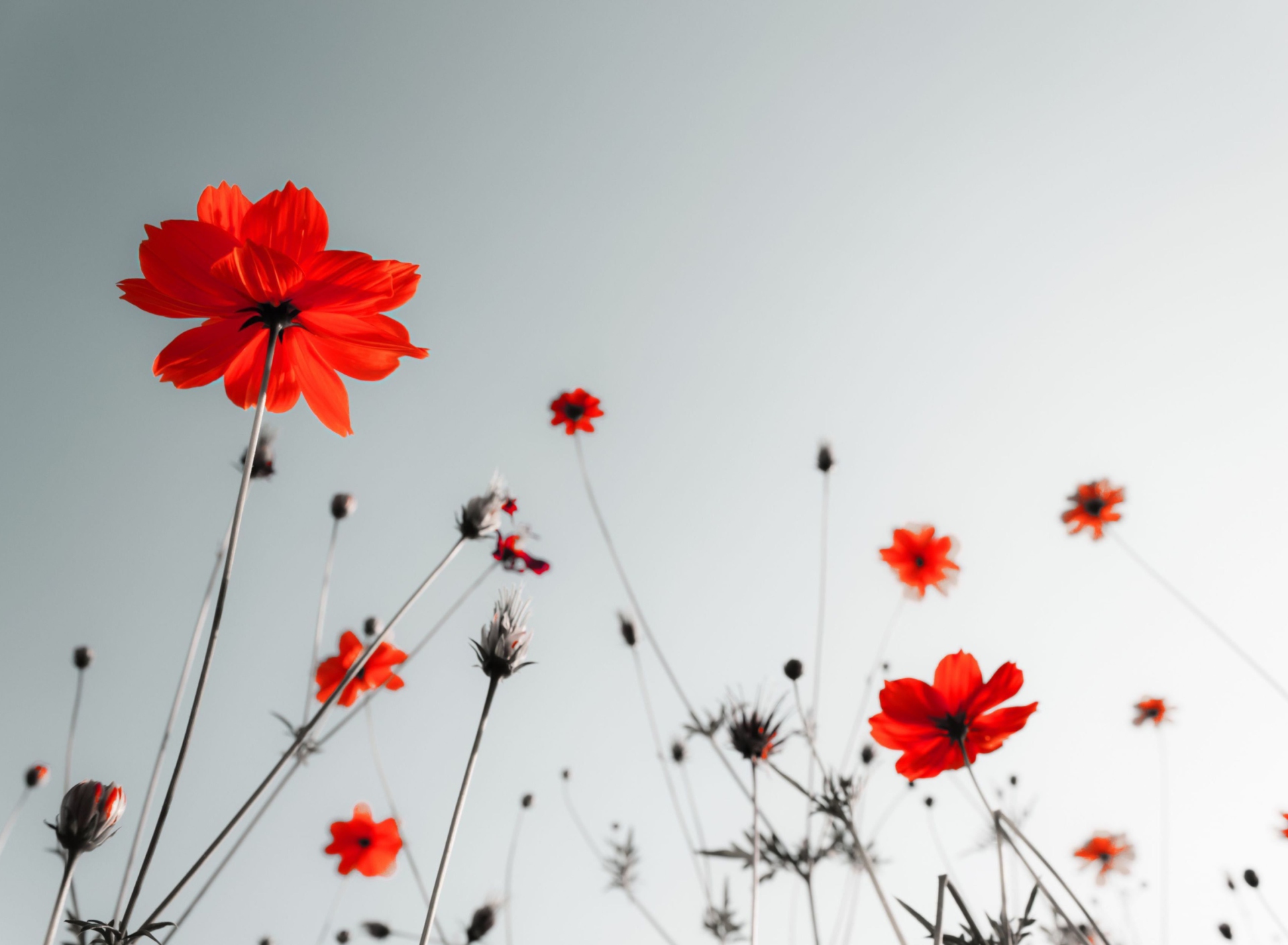 Das Red Flowers Under Grey Sky Wallpaper 1920x1408