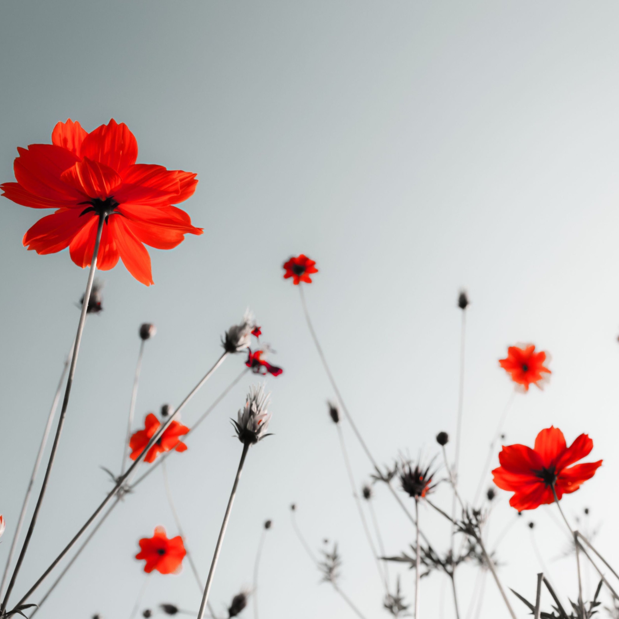 Fondo de pantalla Red Flowers Under Grey Sky 2048x2048