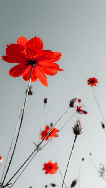 Обои Red Flowers Under Grey Sky 360x640