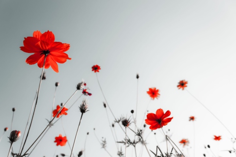 Das Red Flowers Under Grey Sky Wallpaper 480x320