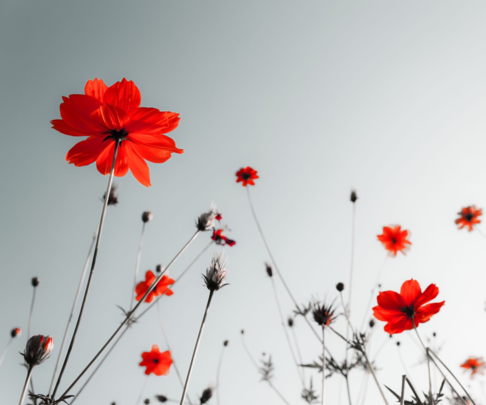 Обои Red Flowers Under Grey Sky 960x800