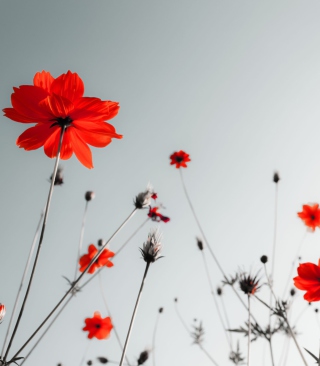 Red Flowers Under Grey Sky - Obrázkek zdarma pro Samsung Star NXT