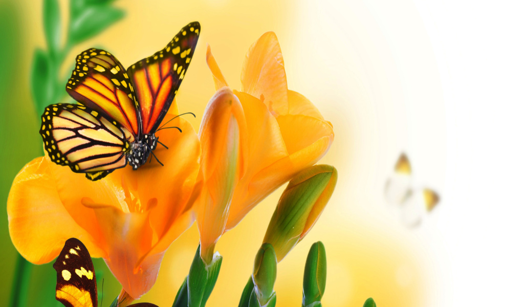 Orange Butterflies - Chlosyne gabbii wallpaper 1024x600