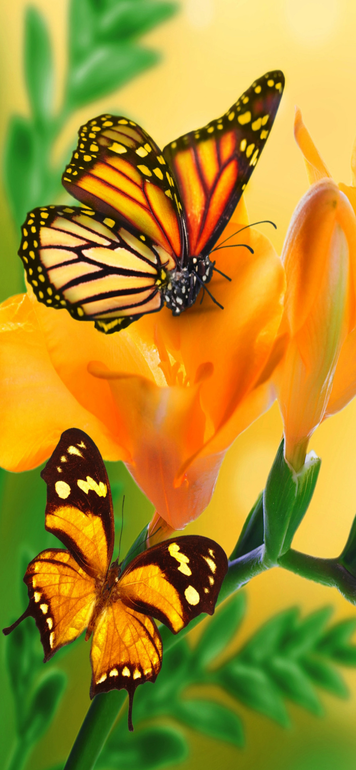 Orange Butterflies - Chlosyne gabbii wallpaper 1170x2532