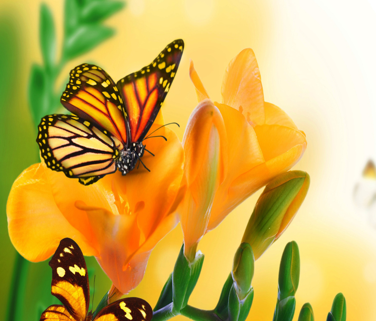 Orange Butterflies - Chlosyne gabbii screenshot #1 1200x1024