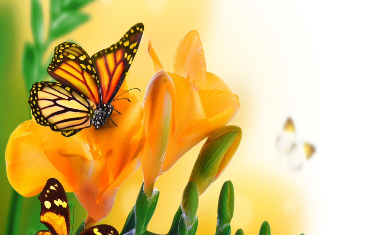 Orange Butterflies - Chlosyne gabbii wallpaper 1280x800
