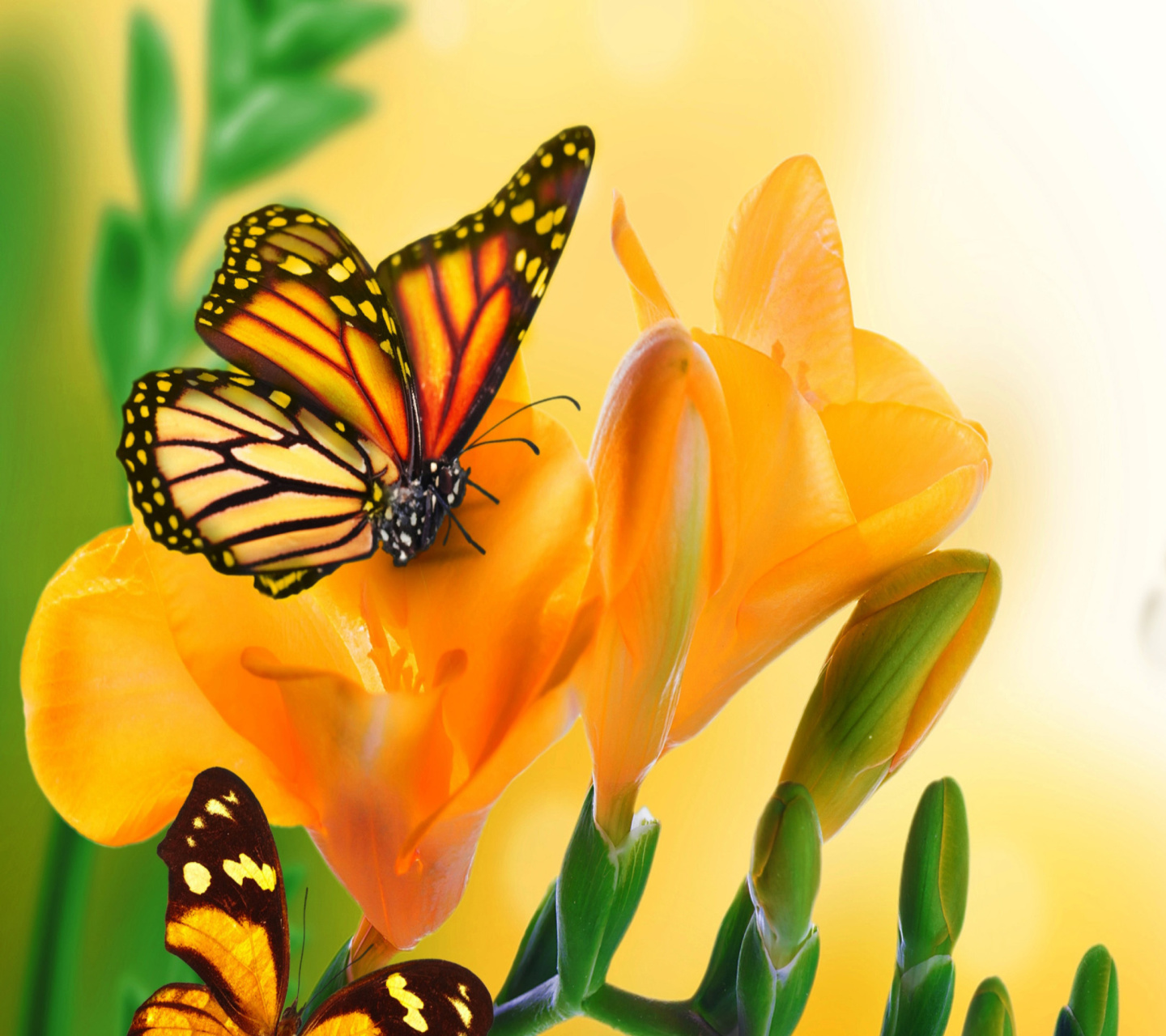 Fondo de pantalla Orange Butterflies - Chlosyne gabbii 1440x1280