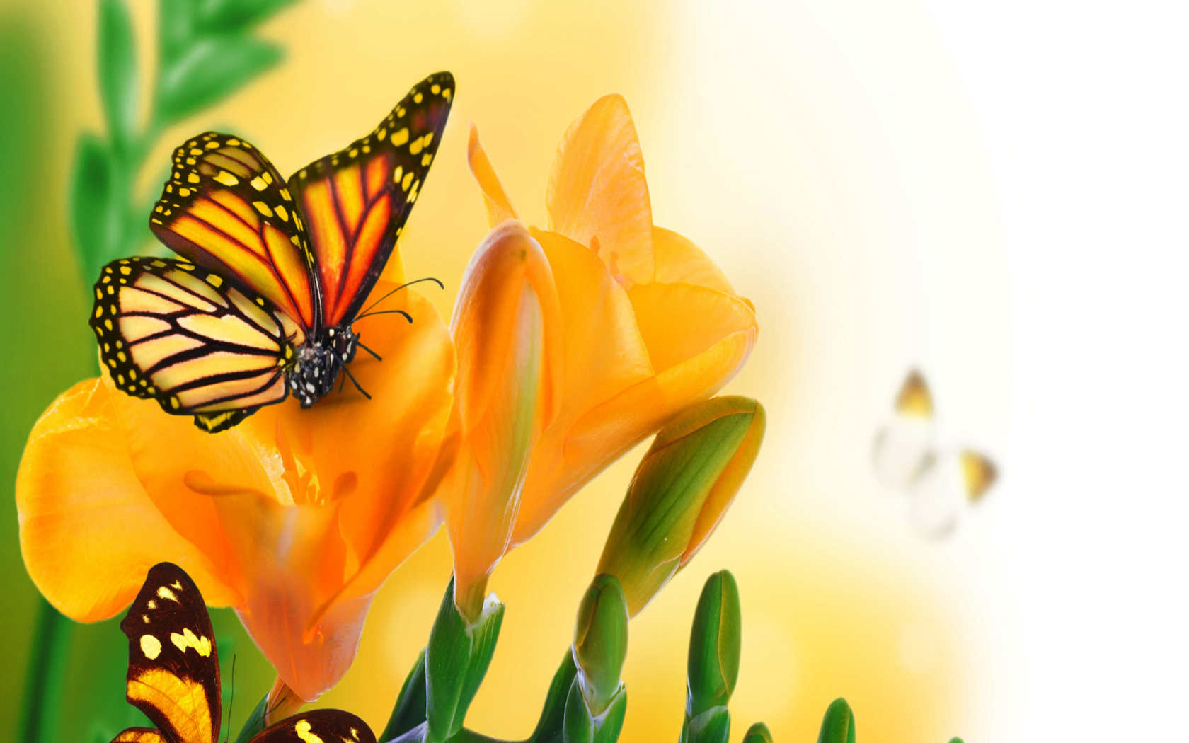 Screenshot №1 pro téma Orange Butterflies - Chlosyne gabbii 1680x1050