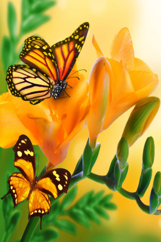 Das Orange Butterflies - Chlosyne gabbii Wallpaper 320x480