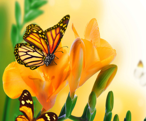 Orange Butterflies - Chlosyne gabbii wallpaper 480x400