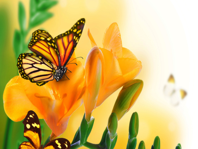 Orange Butterflies - Chlosyne gabbii wallpaper 640x480