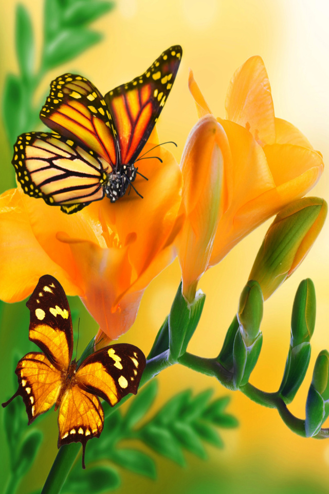 Orange Butterflies - Chlosyne gabbii wallpaper 640x960
